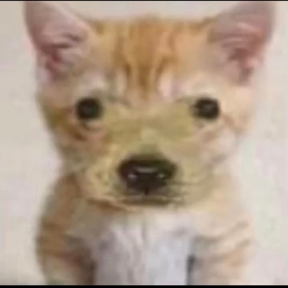 adriancastanon1